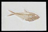 Detailed Diplomystus Fish Fossil From Wyoming #32731-1
